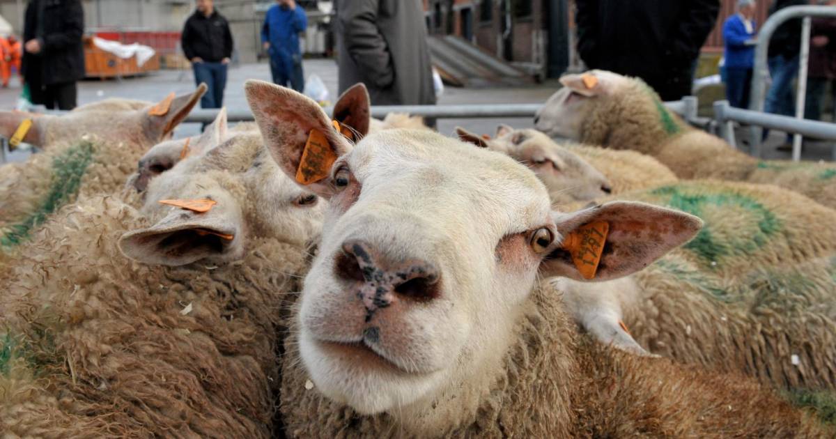 Interdire d'abattre sans étourdissement des animaux ne