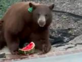 Hongerige beer steelt watermeloen uit koelkast in Californië