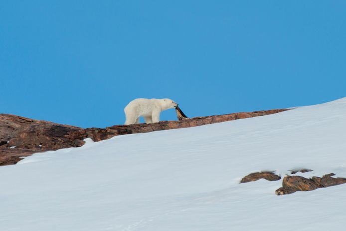 Een ijsbeer op Groenland.