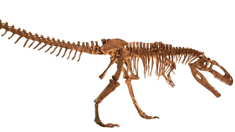 Archiefbeeld van overblijfselen van een Tyrannosaurus Rex. Beeld Thinkstock