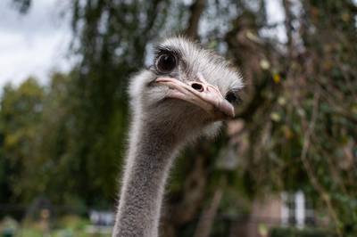 Ontsnapte struisvogel in Bierbeek terug bij eigenaar: “Was niet geheel ongevaarlijk”