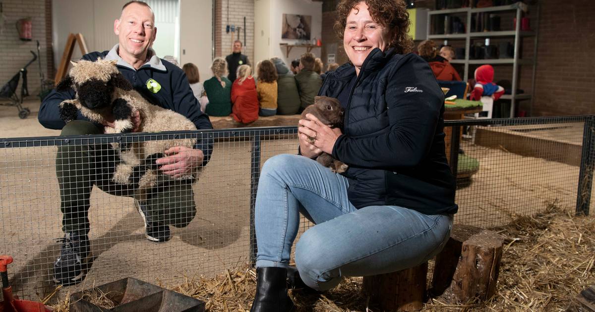 Martin en Silvia uit Mariënheem zijn trendsetters met hun manier van varkens houden: ‘Loopt als een 