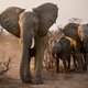 Zimbabwe verkoopt 500 olifanten aan plezierjagers uit geldgebrek