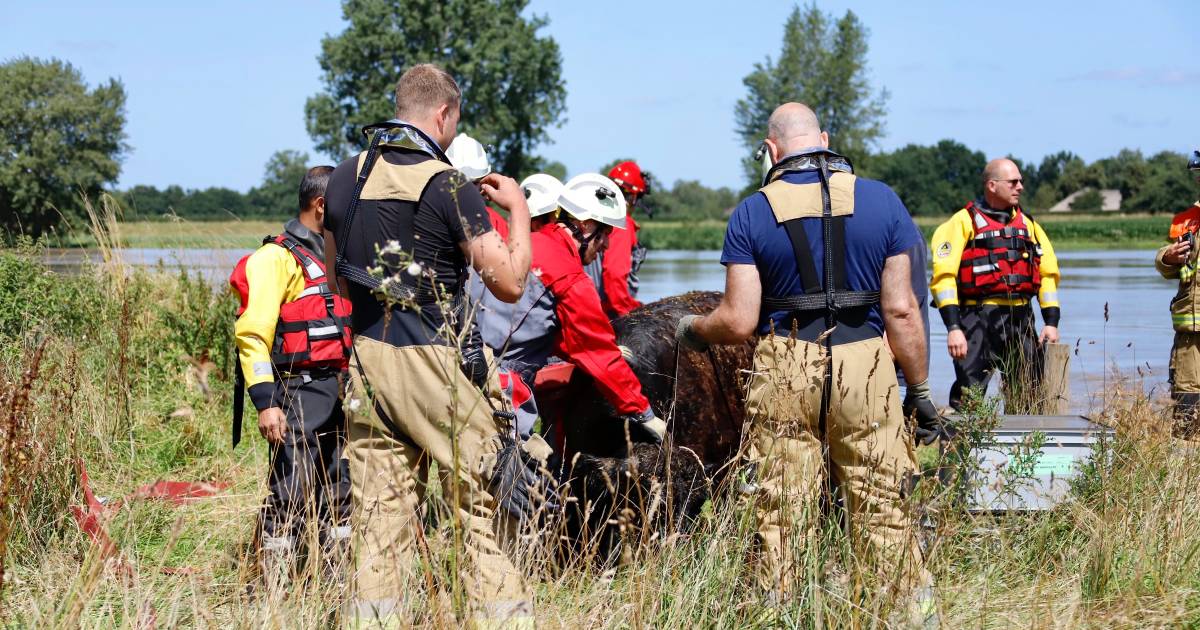 Koe na 100 km een Limburgse kampioen drijf/zwemmen in de Maas gered door Brabantse brandweer! ???? .