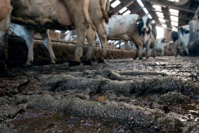 Nieuwe regels en volle mestputten: is dit de knock-out voor de veehouder?