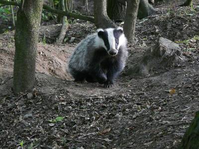 Waterschap bouwt nieuwe burcht voor dassen die van dijk bij Megen ‘gatenkaas’ maken