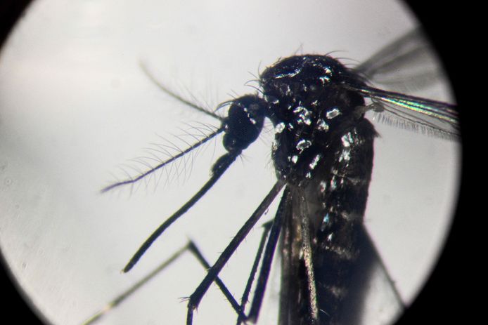 Exotische muggen kunnen ziektes met zich meedragen.