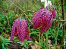 Wordt deze zeldzame Zwolse tulp onze nationale bloem? ‘Dit is een iconische plant’