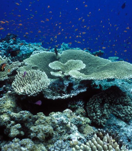 Poissons tropicaux, coraux, crabes, algues: faune et flore en déclin dans les récifs coralliens de l’Australie