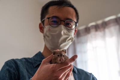 Hongkong wijt coronapiek mede aan besmette hamsters uit Nederland