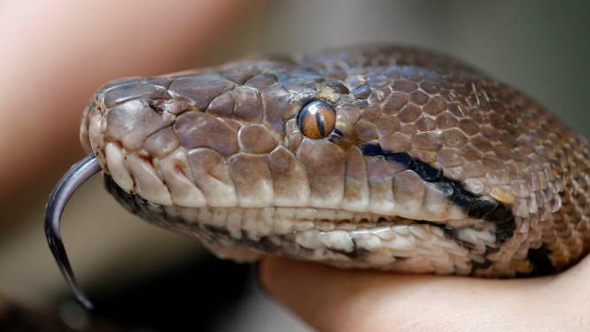 Vermiste python teruggevonden in Japanse stad