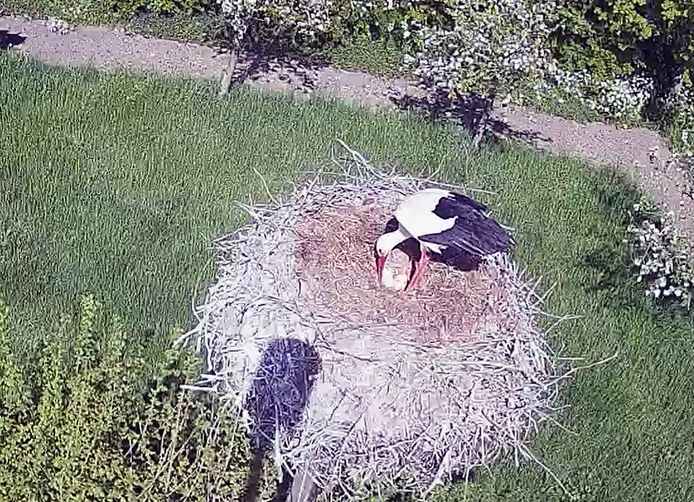 Tijd om de eieren te keren in het nest achter Natuurcentrum de Schaapskooi in Schoonrewoerd.