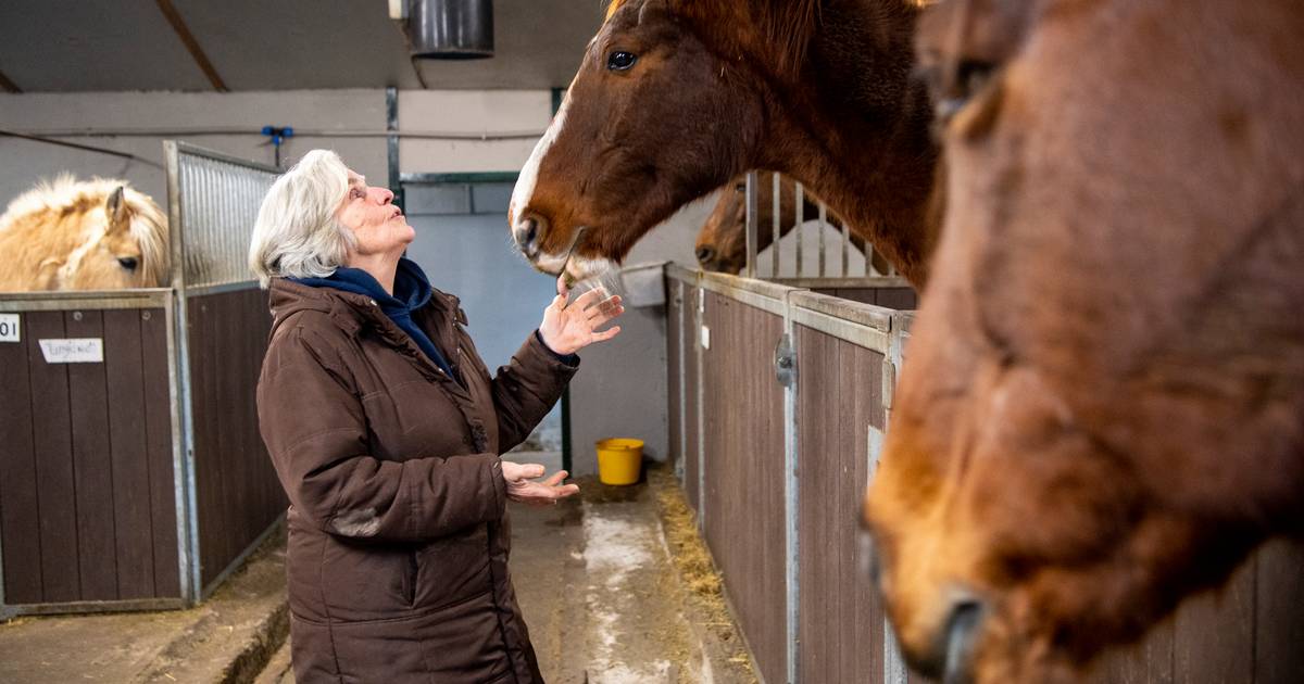 Hartenkreet van Rika uit Dalmsholte: ‘Deze paarden mogen niet naar de slacht’
