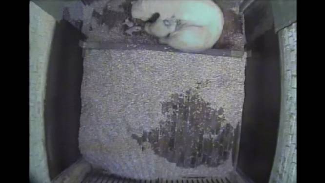 IJsberentweeling ter wereld gekomen in dierenpark Berlijn