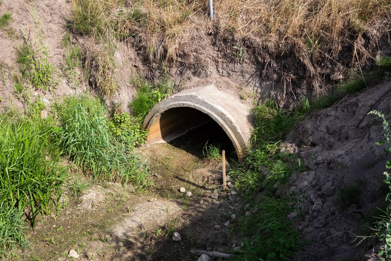 Niet alleen is al het water opgedroogd in de Kleine Aa. Ook  al het leven, op wat grassen na, is verdwenen. Beeld Elisa Maenhout