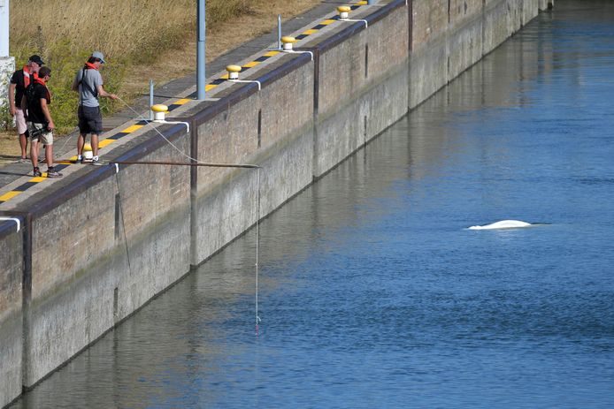 Reddingswerkers van Sea Shepherd proberen de witte dolfijn te voeden in de Seine.