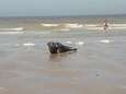 Zonnend zeehondje gespot op strand van Westende