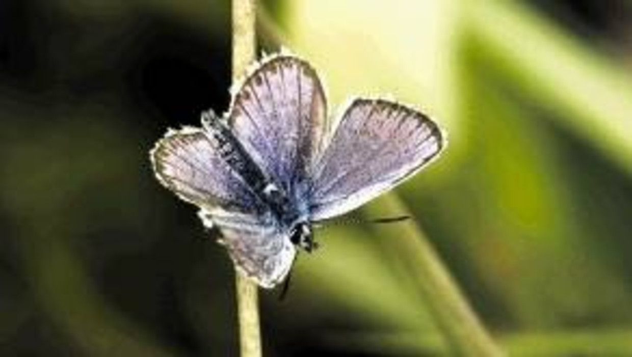 Een vlinder die het al tientallen jaren moeilijk heeft, is het gentiaanblauwtje. Deze zeldzame vlinder maakt het zichzelf dan ook niet makkelijk: om zich voort te planten heeft hij zowel een waardplant, de klokjesgentiaan (foto rechts), als een waardmier nodig om te slagen. De Â¿kieskeurigeÂ¿ vlinder legt haar eitjes namelijk alleen op deze paarsblauwe bloem. Het leefgebied van dit diertje moet dus aan de voorwaarden van drie partijen voldoen: erg complex. (FOTO'S SJOERD GEELINK) Beeld 