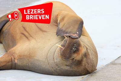 Reactions to the dead walrus Freya: ‘It is a shame that a vet allows himself to be used for this’