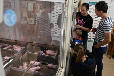 Open dag bij Varkenshouderij familie Egelmeers: ‘We proberen zo veel mogelijk met ieders wensen mee 