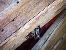 Problemen met spouwmuurisolatie door vleermuizen? ‘Er is een alternatief’