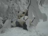 Des pandas géants sauvages repérés dans un parc en Chine