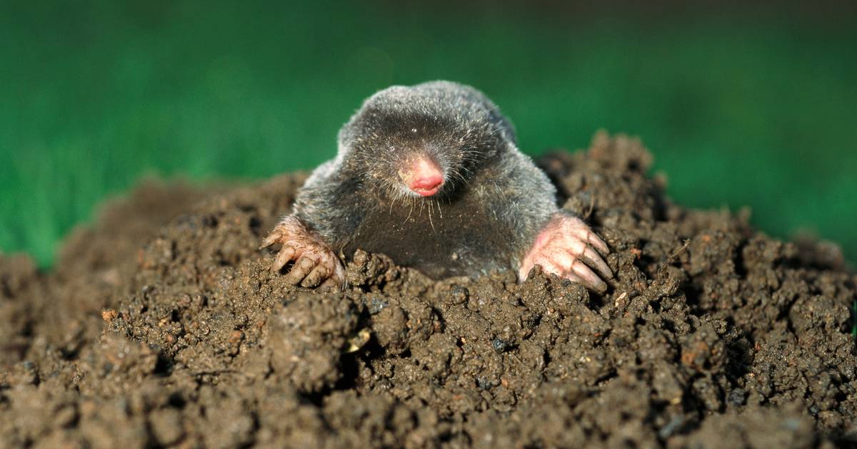 La taupe au jardin : la connaitre pour agir !