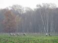 Kraanvogels in de Groote Peel.