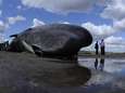 Un cachalot de 13 mètres échoué en Grande-Bretagne
