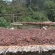 Cacaoboeren proeven voor het eerst chocolade