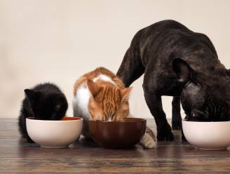 Weet wat je huisdier eet: wat zit er écht in de voeding van Max en Minoes?