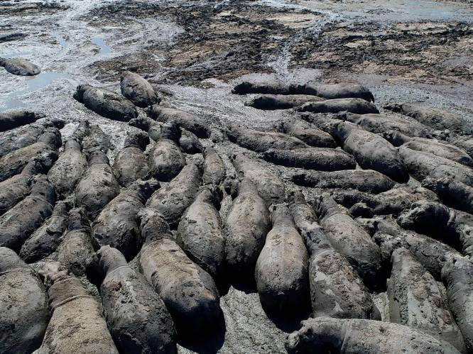 Vast in de modder: nijlpaarden dreigen te sterven door enorme droogte in Botswana