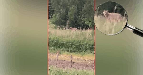 Oog in oog met de wolf. 'Ik kijk nu wat vaker om me heen' - BD.nl