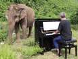Ontroerend: blinde olifant geniet met volle teugen van pianoconcert speciaal voor haar