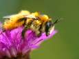 Hoe een tuin bijen- en natuurvriendelijk inrichten?