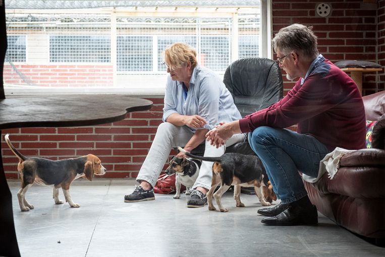 De familie De Zwaan kiest uit een aantal voormalige proefdieren een hondje uit voor adoptie. Beeld Sjaak Verboom