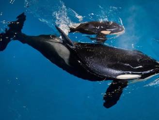 Babyorka overleden in SeaWorld