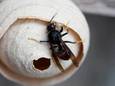 De koningin van een Aziatische hoornaar bouwt eerst in haar eentje een klein nestje van vermaalde houtresten, vermengd met haar speeksel. In de zomer wordt met werksters een nest gebouwd ter grootte van een skippybal.
