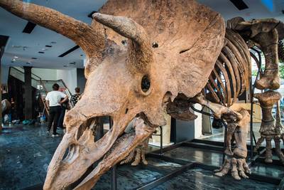 Skelet van 66 miljoen jaar oude dinosauriër ‘Big John’ te koop