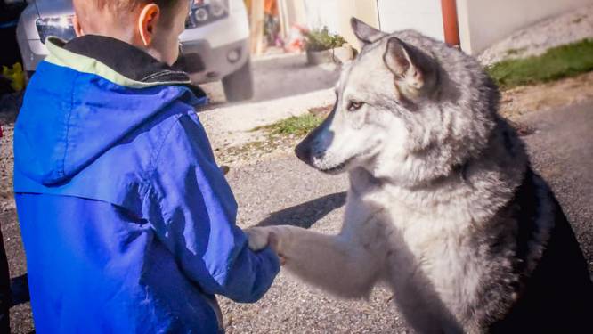 Ceylian, 7 ans et atteint d’un cancer a réalisé son rêve: rencontrer des huskies