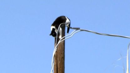 Baasjes van Gypsy de kat zien op Facebook dat hun huisdier al vier dagen vastzit op 9 meter hoge telefoonpaal 