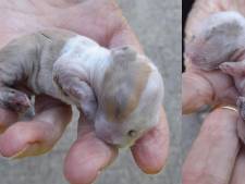 Konijn of puppy? Op tuinpad gevonden diertje zorgt voor veel discussie