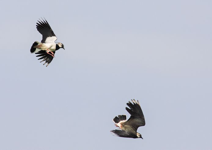 Baltsvlucht kieviten.