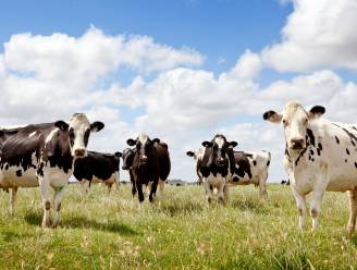Minder winden laten voor het milieu: Nederlanders testen middel tegen winderigheid koeien