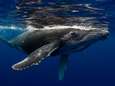 Waarom Japans besluit om commerciële walvisjacht te hervatten een voordeel kan zijn voor walvissen