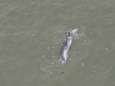 Dode walvis van meer dan 12 meter dobbert voor onze kust en spoelt vannacht waarschijnlijk aan
