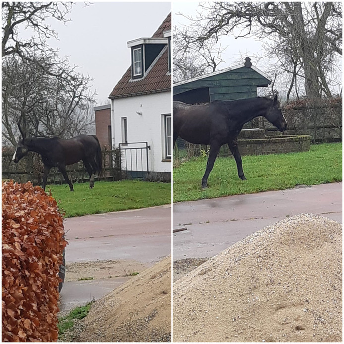 Paard 'op doorreis' aan de Hogeweg bij Aardenburg.