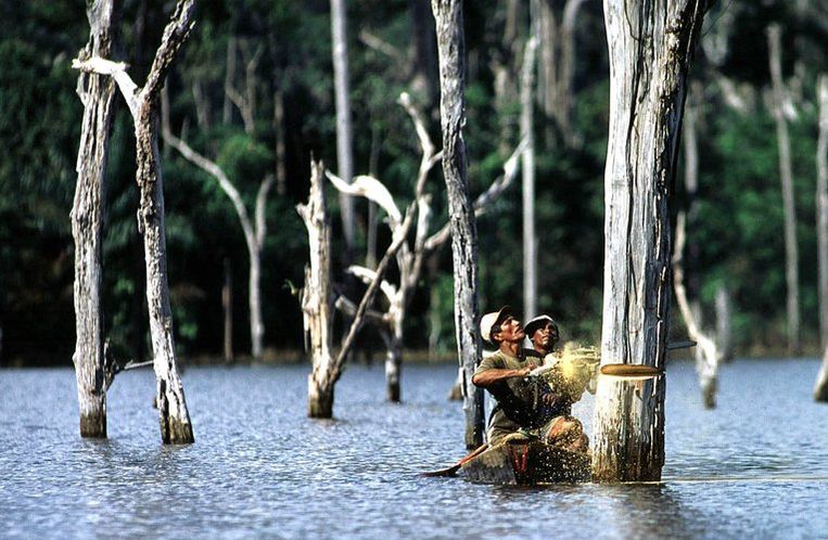 Met een kettingzaag halen houthakkers in de Amazone de top van een boom naar beneden, zodat bepaald kan worden of het hout van zodanige kwaliteit is, dat de boom onderwater omgezaagd kan worden. Foto AP/Paulo Santos Beeld 