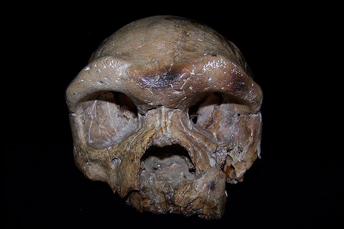 De schedel van Dali.