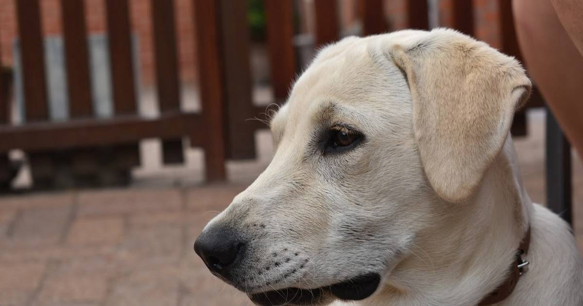 Opnieuw hond vergiftigd in Ramsdonk: “Zelfde symptomen als eerdere gevallen” | Kapelle-Op-Den-Bos |